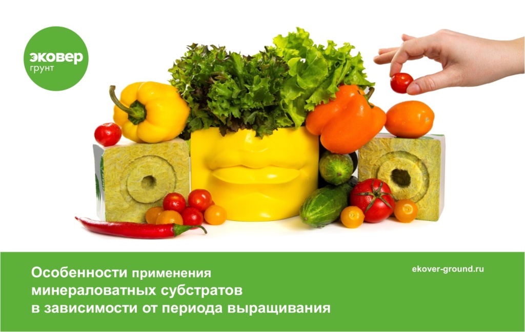 обложка презентации.jpg